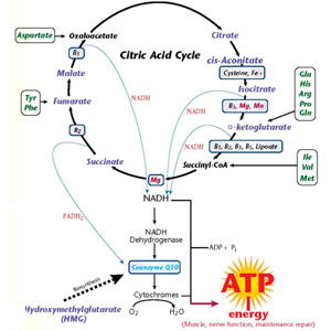Steroidogenesis delta 5 pathway