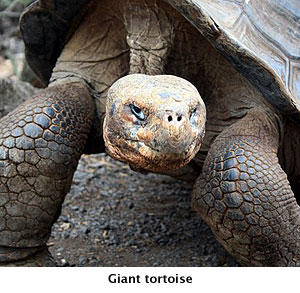 5756-medium_giant_tortoise.jpg